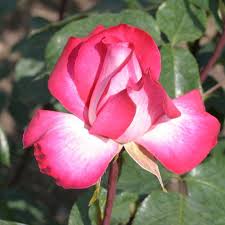 Rose Gaujard Hybrid Tea Roses Roses Hybrid Tea Roses Rose Flowers