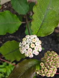 Image result for Riocreuxia