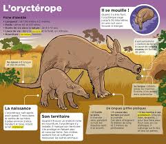 Epingle Par Jaap Kievit Sur Mon Quotidien Culture G Animaux Afrique Nom Des Animaux Animaux