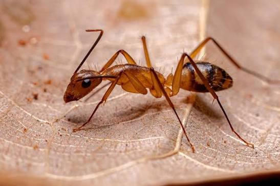 How to Get Rid of Carpenter Ants?