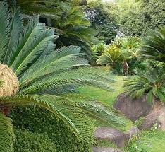 Image result for Cycas thouarsii