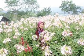 40 pakai akar bahar pelancong : Berswafoto Di Taman Bunga Mini Kabawetan Kepahiang Bengkulutoday Terkini Dan Aktual