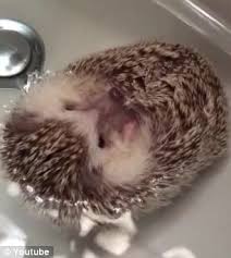 prickly creature is seen floating in