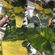 Common name arrowleaf, elephant ear, tannia, yautia, mangarás, new cocoyam, tajer, tania, tanier, malanga, taioba. Xanthosoma Nelumbogarden Twist Special Plants Nelumbogarden