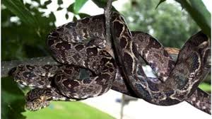 The emerald tree boa is a. Amazon Tree Boa Snake Facts