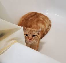Tips To Help Shy And Scared Cats Tails Tips