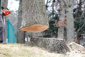 Dies gilt insbesondere für wälder und parks. Baum Fallen Wann Ist Eine Genehmigung Vonnoten