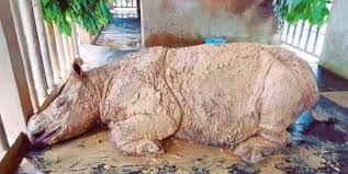 The english for badak sumbu is rhinoceros. Zamir Mohyedin On Twitter Badak Sumbu Sumatera Betina Bernama Iman Telah Disahkan Mati Pada 23 November 2019 Ini Telah Menandakan Bahawa Badak Sumbu Sumatera Di Malaysia Secara Rasminya Telah Pupus Https T Co Btqobzz3xk