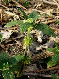 Image result for Spermacoce ocymoides