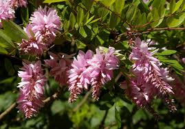 Image result for Indigofera demissa