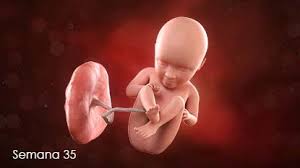 Semana 35 Para Padres Nemours Kidshealth