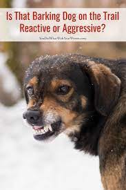 Is That Barking Dog On The Trail Reactive Or Aggressive Aggressive Dog Dog Training Dog Behavior