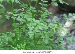 Image result for Oenanthe procumbens