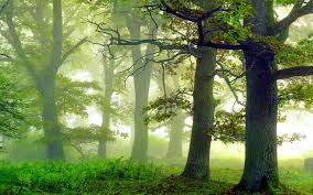 Shop our green wallpaper today! Foggy Green Forest Hd Wallpaper Background Image 1920x1200