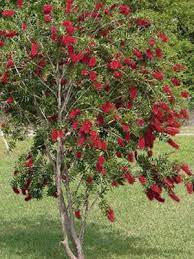 It succeeds in zones us, ms, ls, cs, ts and has withstood 8f. Red Cluster Hardy Bottlebrush 3 Gallon Shrub Tree Shrubs Butterfly Attracting Gardener Direct