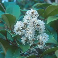 Image result for Tricalysia pallens