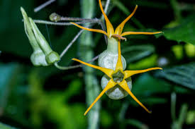 Image result for Riocreuxia