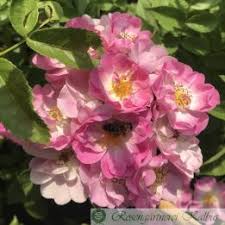 Photo of the rose \'perennial blush\'. Blush Rambler Ramblerrosen