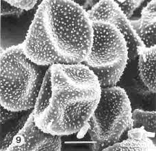 Image result for Hyparrhenia anamesa