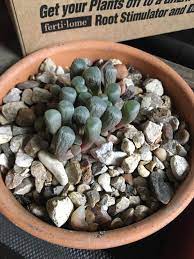 Why Are My Toes Shriveling Succulents