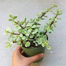 Variegated Elephant Bush In 2021 Elephant Bush Plants Jade Plants