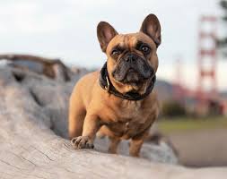 Dogsofinstaworld Dog Dog Education Puppy Click On The Link Below To Educate Your Dogs Easily Dogs Dog Training Cute Dogs