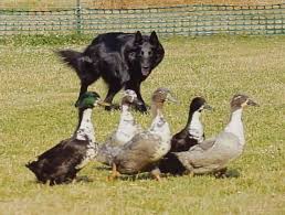 Select from hundreds of pet classifieds that will meet your preference. How Ducks Will Reward Smallholders South West Farmer