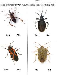 Kissing Bugs Harboring Trypanosoma Cruzi Frequently Bite Residents Of The Us Southwest But Do Not Cause Chagas Disease The American Journal Of Medicine