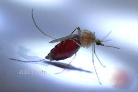 Jentik jentik is on facebook. Kesehatan Solo 7 Dari 10 Rumah Di Mojosongo Terdapat Jentik Jentik Nyamuk