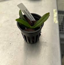 Image result for Aerangis kirkii