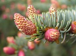 Picea pungens, commonly called colorado spruce (also blue spruce), is a medium to large, narrow, pyramidal conifer with horizontal branching to the ground. Picea Pungens Blue Spruce Colorado Spruce North Carolina Extension Gardener Plant Toolbox