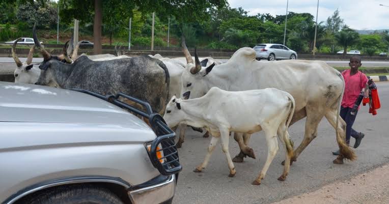 Nigerian herders bring cows into city in search of grass illustrating the open grazing crisis affecting major highways and urban centres including Abuja