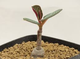 Image result for Monadenium pseudoracemosum