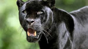 Check spelling or type a new query. Black Panther Animal Computer Background 1920x1200 Download Hd Wallpaper Wallpapertip