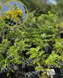 Image result for Sophora tomentosa