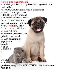 Treue augen, schief gelegter kopf: 101 Hundespruche