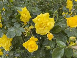 Image result for Kraussia floribunda