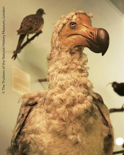 Natural History Museum, London | The bird that became the symbol of  extinction. 🦤 This large, flightless bird, lived in the forests of  Mauritius, an island located 500... | Instagram