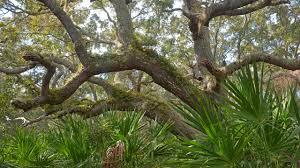 Florida can grow trees which do well in temperate, subtropical, and tropical climates. Plant Identification Identify Florida Trees Flora Florida Hikes