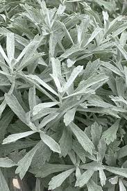 Image result for Artemisia sp.no.1