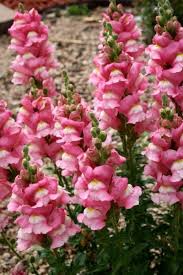 Pink Snapdragon Flowers Snapdragon Flowers Flower Farm Flower Pictures