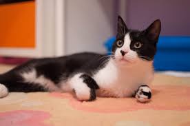 Acilen Yuva Arayan Kedi Kedili Bir Hayat Yasanmaya Daha Cok Deger Sayfa 2