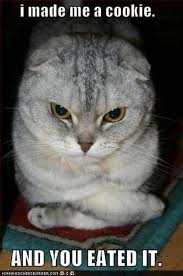 Cute Captions 24 Cute Animals With Funny Captions Cute Animal Quotes Cute Animals