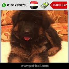 مصر كفر الشيخ أجمل وأضخم جرو ذكر جيرمن شيبرد لونج هير عمر ٤٥يوم مستوى عالمي مميز جدا عضم قوى حجم ضخم Xl الوان رائعة مميزة الاجمل فى الجمه Dogs Animals