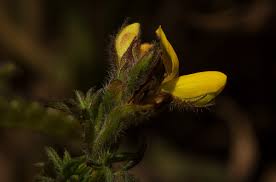 Image result for Adenocarpus mannii