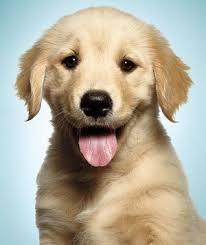 Best Dogs for Families: Which Breed Is Best for Your Brood?