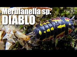 Image result for Alinula sp.