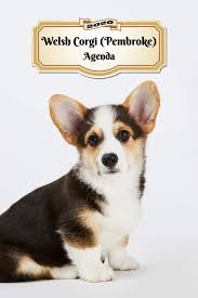 Вельш корги кардиган и вельш корги пемброк. 2020 Welsh Corgi Pembroke Agenda 107 Pagine Dimensioni Din A5 Pianificatore Settimanale 12 Mesi Due Pagine Per Settimana Calendario Diario Cane Italian Edition Xlpress Quaderni E Agende 9781708944391 Amazon Com Books