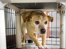 Petharbor Com Animal Shelter Adopt A Pet Dogs Cats Puppies Kittens Humane Society Spca Lost Found Animal Shelter Puppies Humane Society