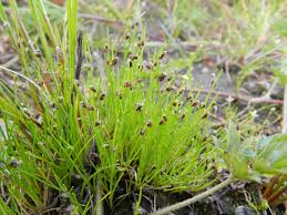 Image result for Isolepis setacea